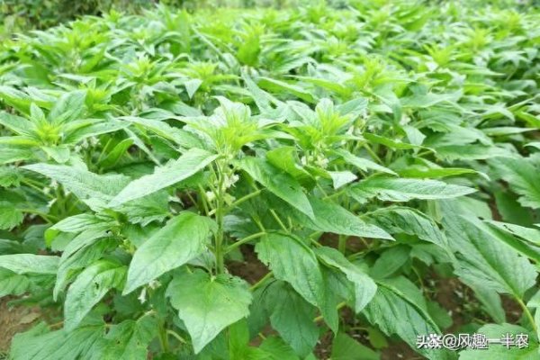个人炒股配资 油菜茬接茬什么作物效益高？说说我的经验